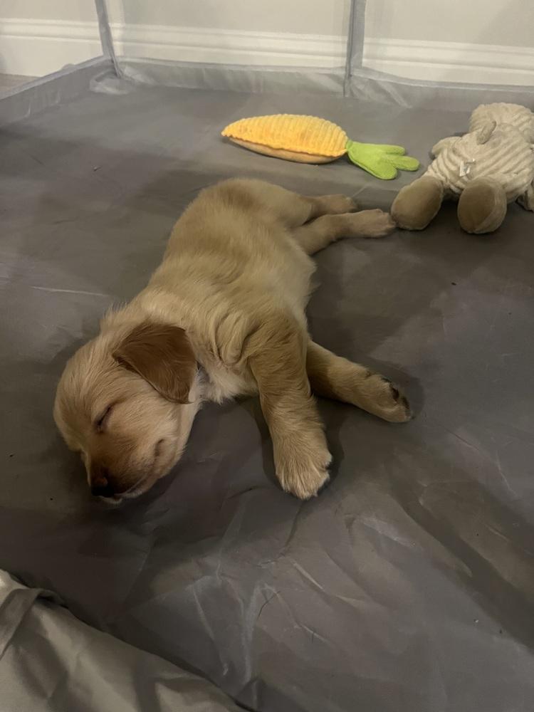 Enlarge Cleghorn / Charlie, a Adopted mixed breed in Broomfield, CO image 2/6