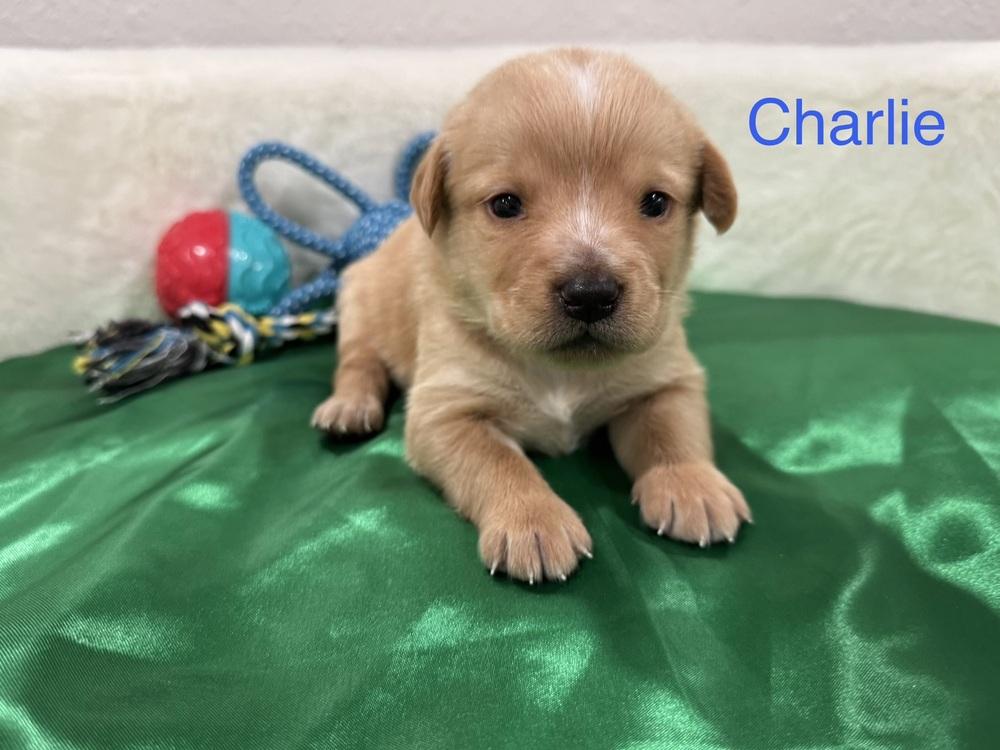 Enlarge Cleghorn / Charlie, a Adopted mixed breed in Broomfield, CO image 3/6