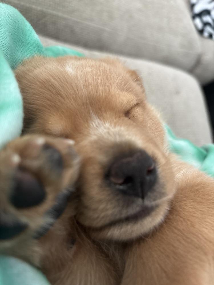 Enlarge Cleghorn / Charlie, a Adopted mixed breed in Broomfield, CO image 4/6