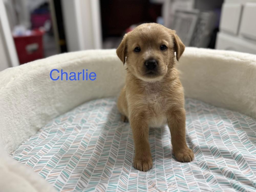 Enlarge Cleghorn / Charlie, a Adopted mixed breed in Broomfield, CO image 5/6