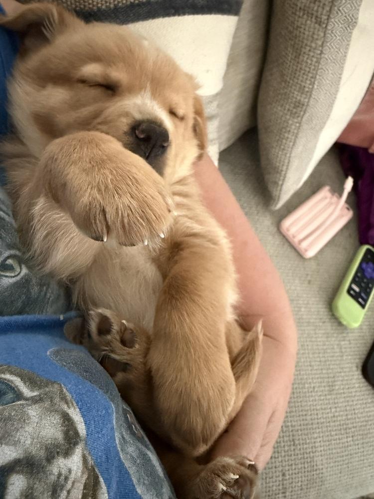 Enlarge Cleghorn / Charlie, a Adopted mixed breed in Broomfield, CO image 6/6