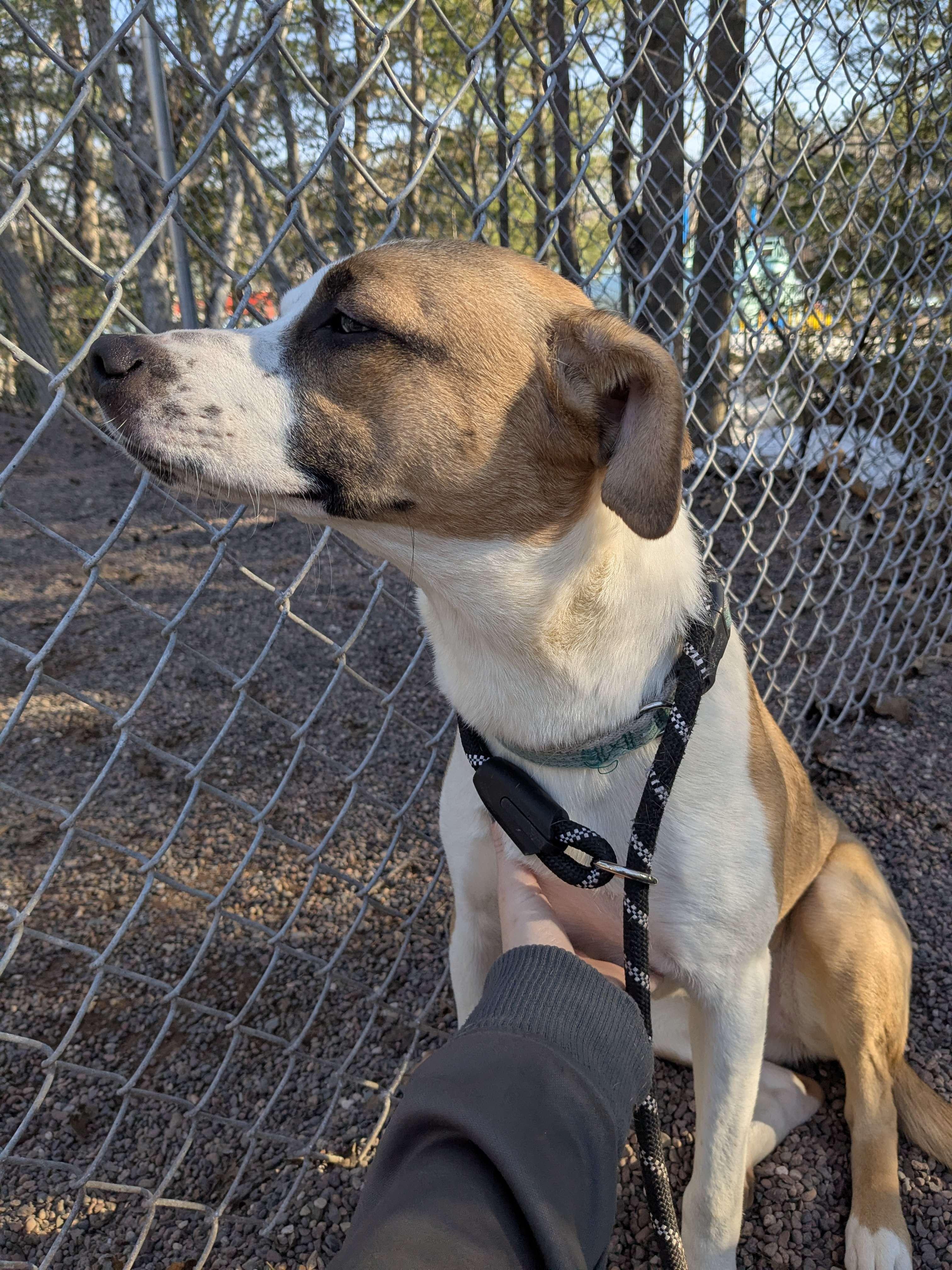Enlarge Shark Bait, a ADOPTABLE Mixed Breed in Houghton, MI image 1/3