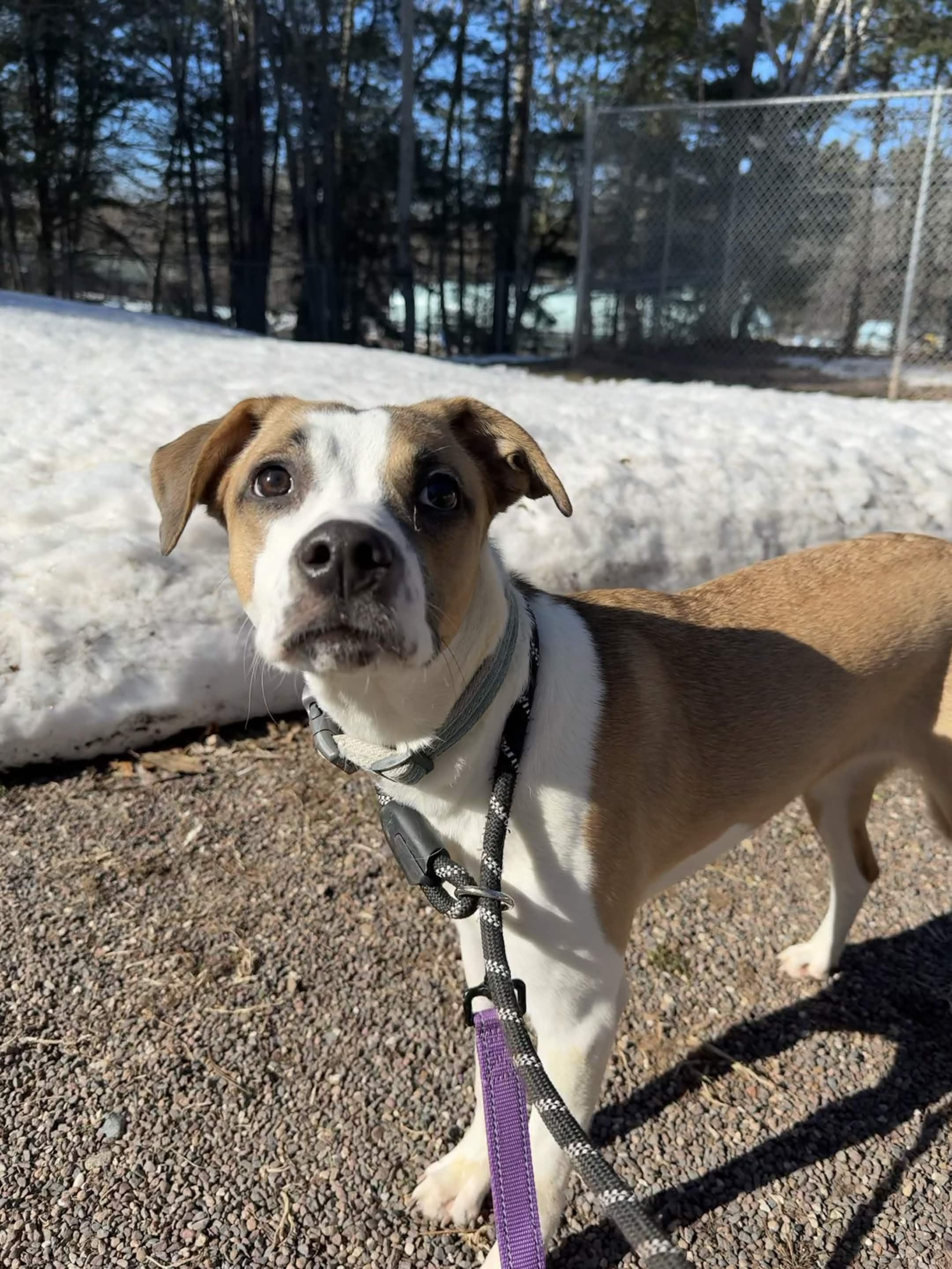 Enlarge Shark Bait, a ADOPTABLE Mixed Breed in Houghton, MI image 2/3
