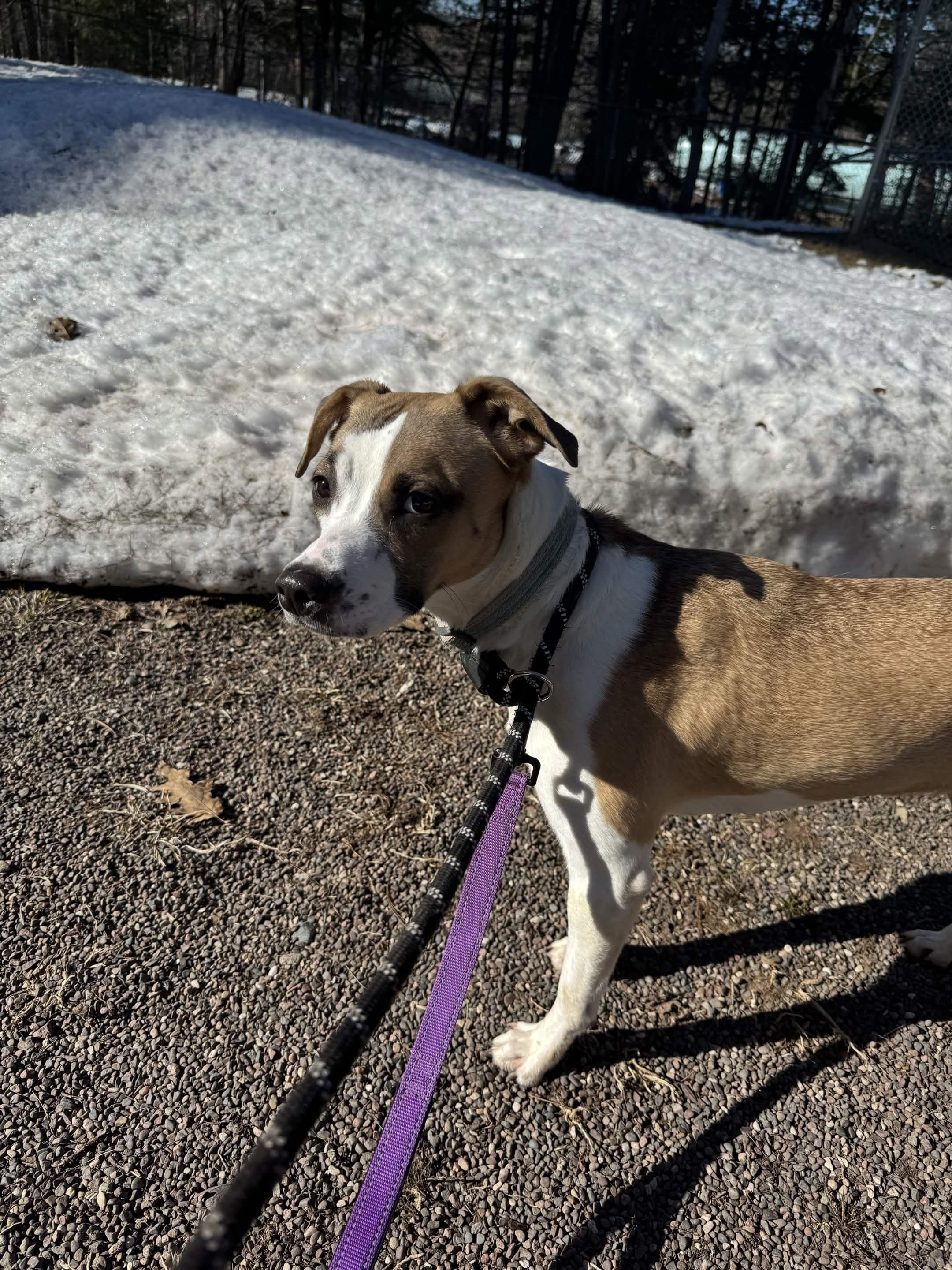 Enlarge Shark Bait, a ADOPTABLE Mixed Breed in Houghton, MI image 3/3