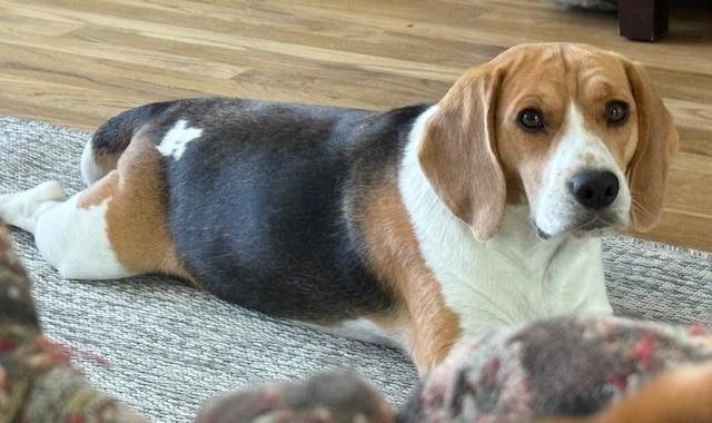 Enlarge Charlie, a ADOPTABLE Beagle in Stoughton, MA image 3/6