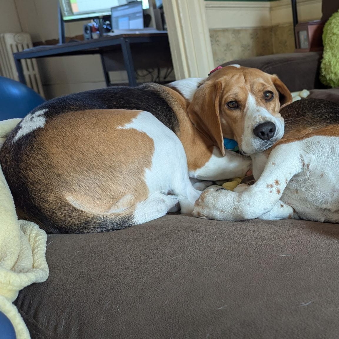 Enlarge Charlie, a ADOPTABLE Beagle in Stoughton, MA image 5/6