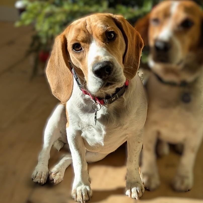Charlie, ADOPTABLE, Young Male Beagle.