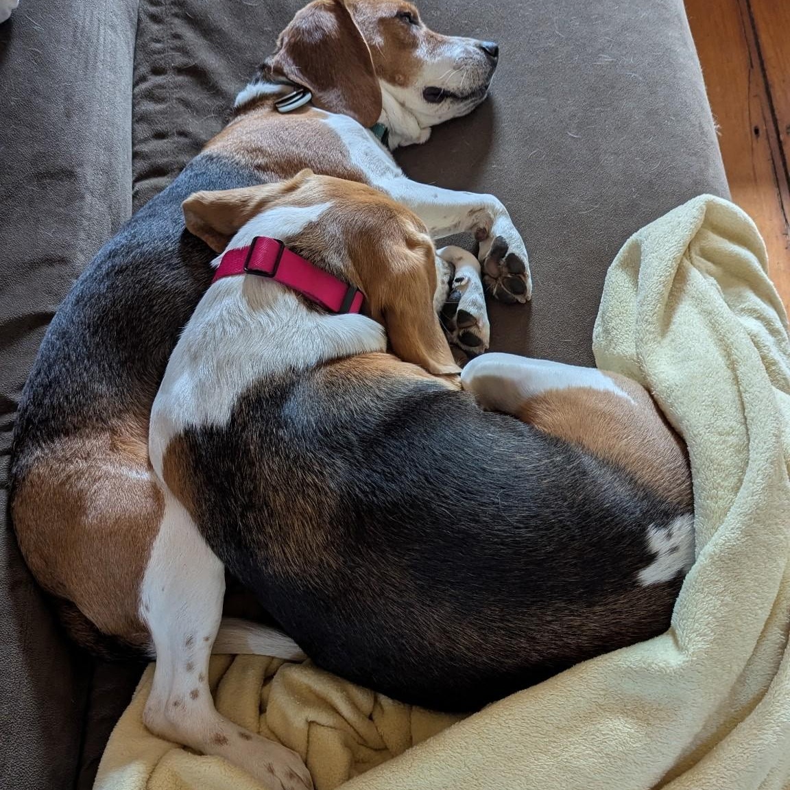 Enlarge Charlie, a ADOPTABLE Beagle in Stoughton, MA image 6/6