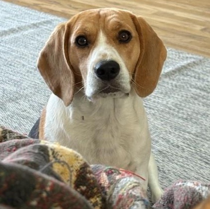 Enlarge Charlie, a ADOPTABLE Beagle in Stoughton, MA image 2/6