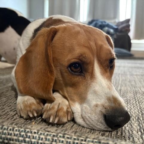 Enlarge Charlie, a ADOPTABLE Beagle in Stoughton, MA image 4/6
