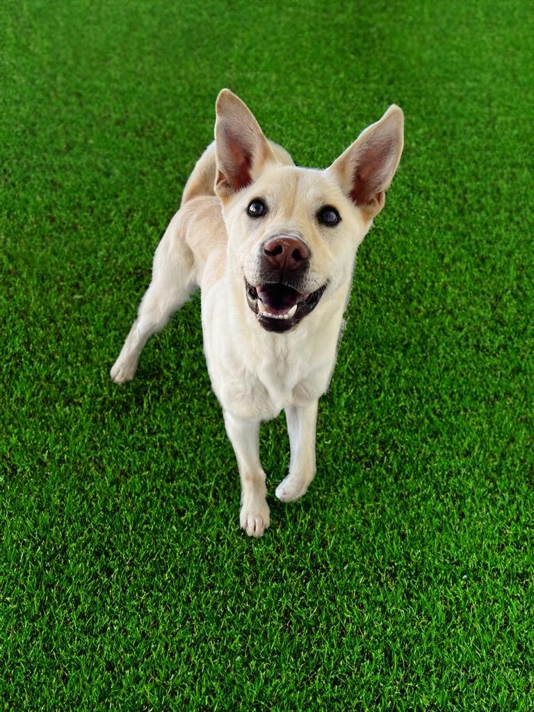 Drako, Adoptable, Adult Male German Shepherd Dog.