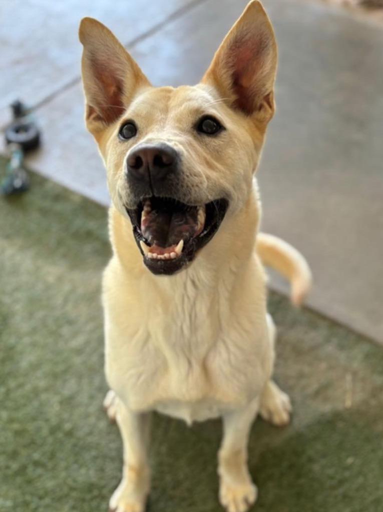 Enlarge Drako, a Adoptable mixed breed in Midland, TX image 1/6