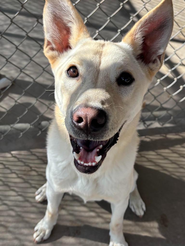 Drako, a Adoptable mixed breed in Midland, TX image 4/6