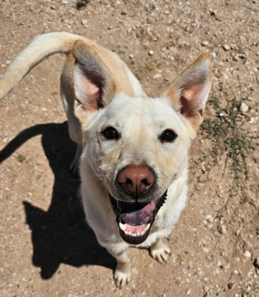 Drako, a Adoptable mixed breed in Midland, TX image 5/6