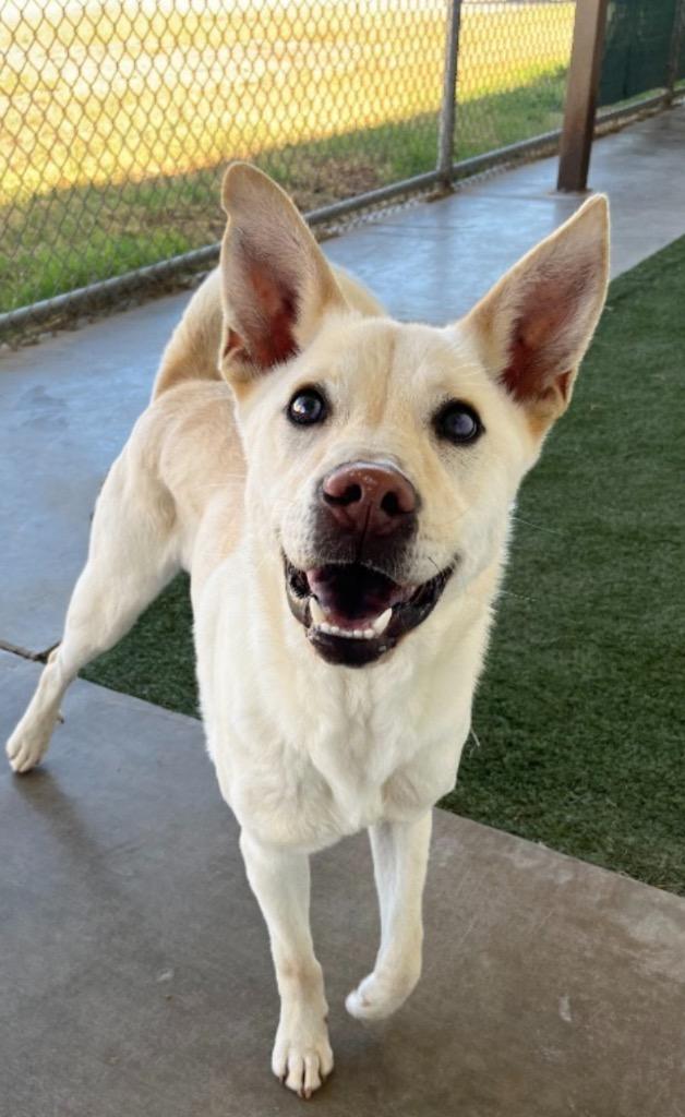 Enlarge Drako, a Adoptable mixed breed in Midland, TX image 4/6