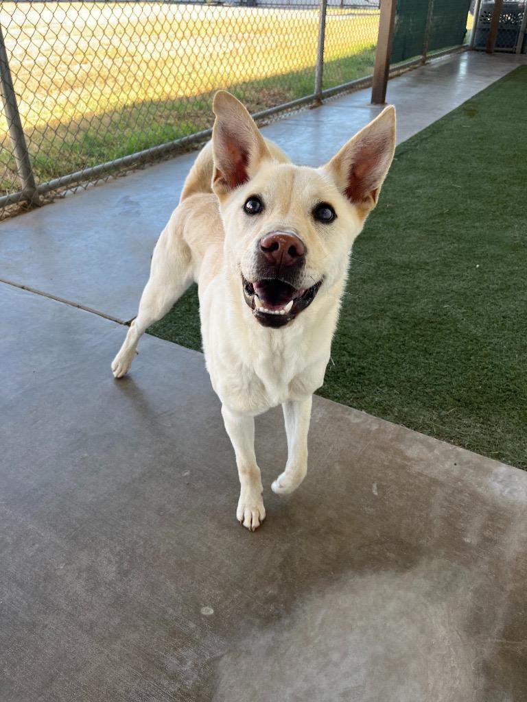 Enlarge Drako, a Adoptable mixed breed in Midland, TX image 5/6