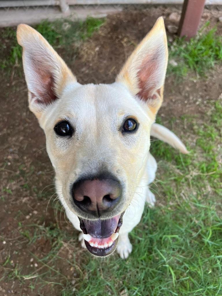 Enlarge Drako, a Adoptable mixed breed in Midland, TX image 5/6