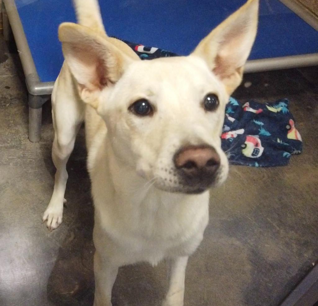 Enlarge Drako, a Adoptable mixed breed in Midland, TX image 6/6