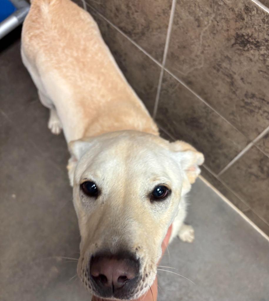 Enlarge Drako, a Adoptable mixed breed in Midland, TX image 6/6