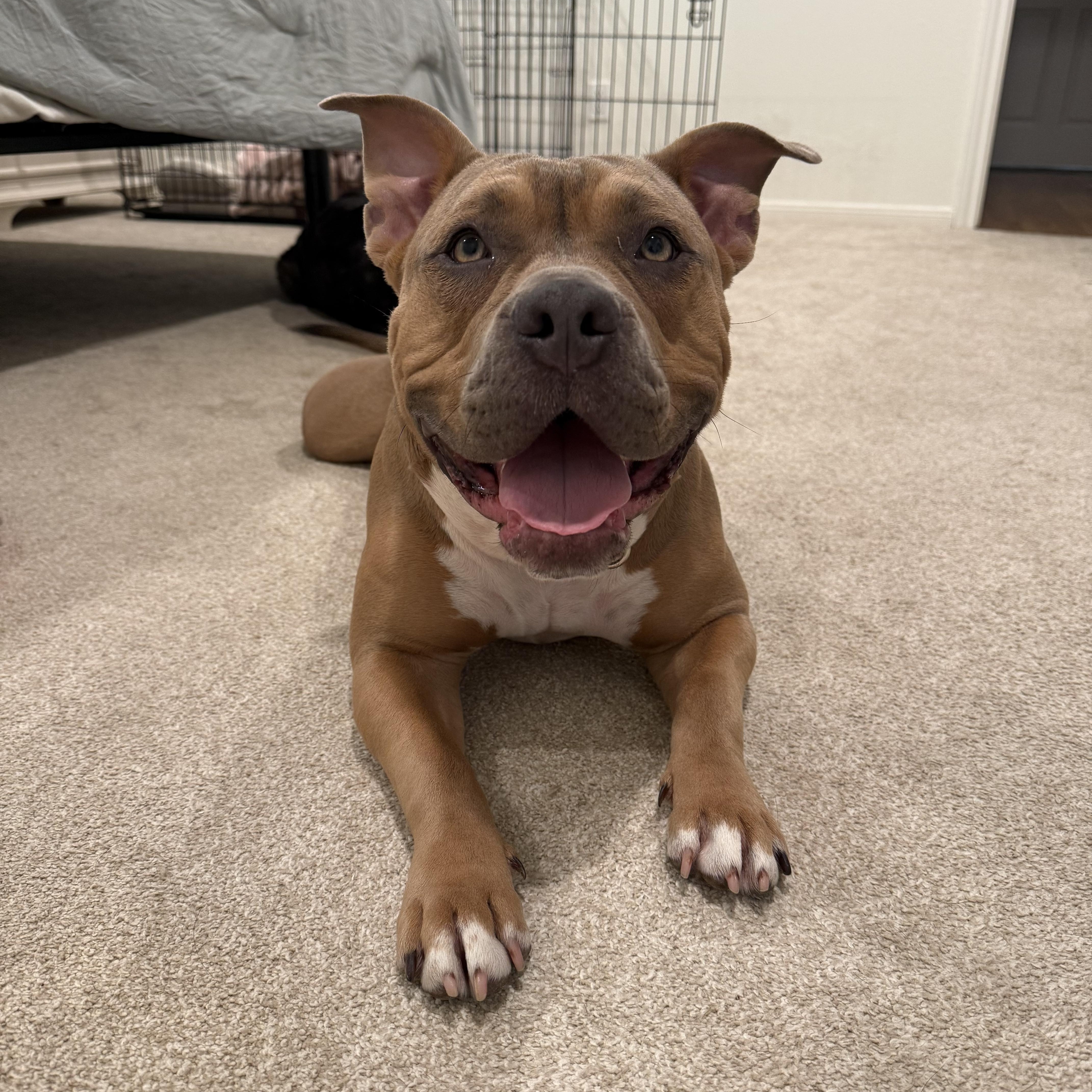 Riley, an adoptable Pit Bull Terrier in Vassalboro, ME, 04989 | Photo Image 3