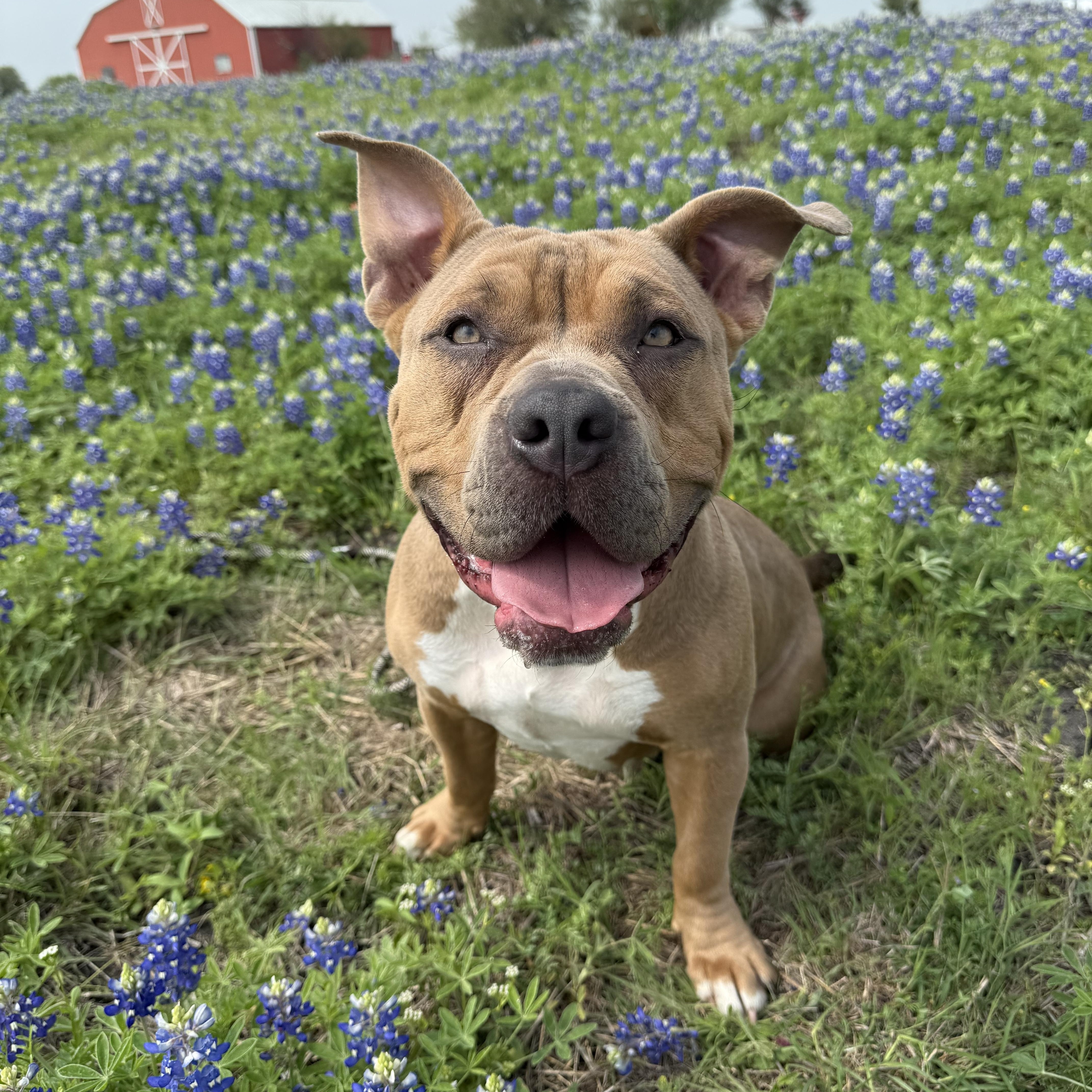 Riley, an adoptable Pit Bull Terrier in Vassalboro, ME, 04989 | Photo Image 1