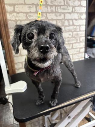 Kodi, an adoptable mixed breed in Baltimore, MD image 4/4