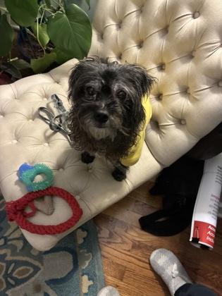 Kodi, an adoptable mixed breed in Baltimore, MD image 2/4