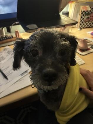 Kodi, an adoptable mixed breed in Baltimore, MD image 1/4