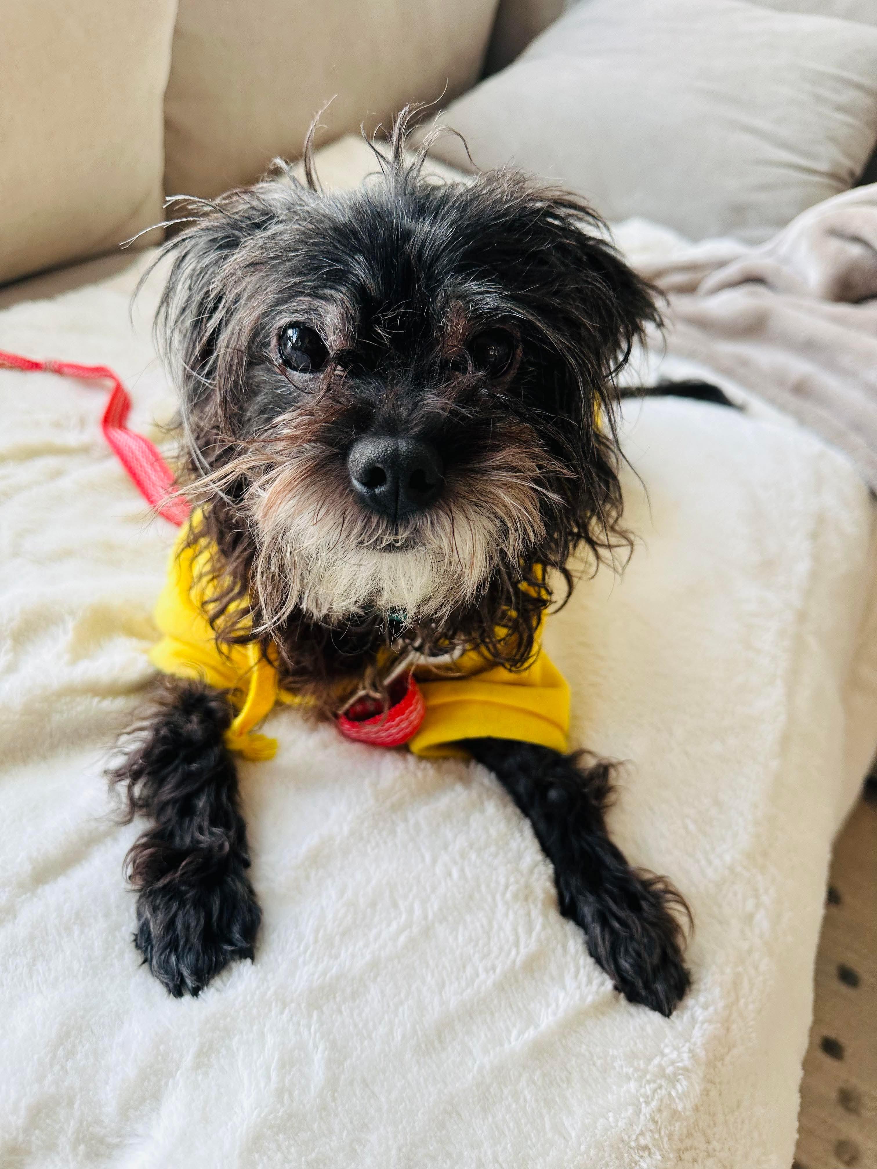 Kodi, an adoptable mixed breed in Baltimore, MD image 3/4