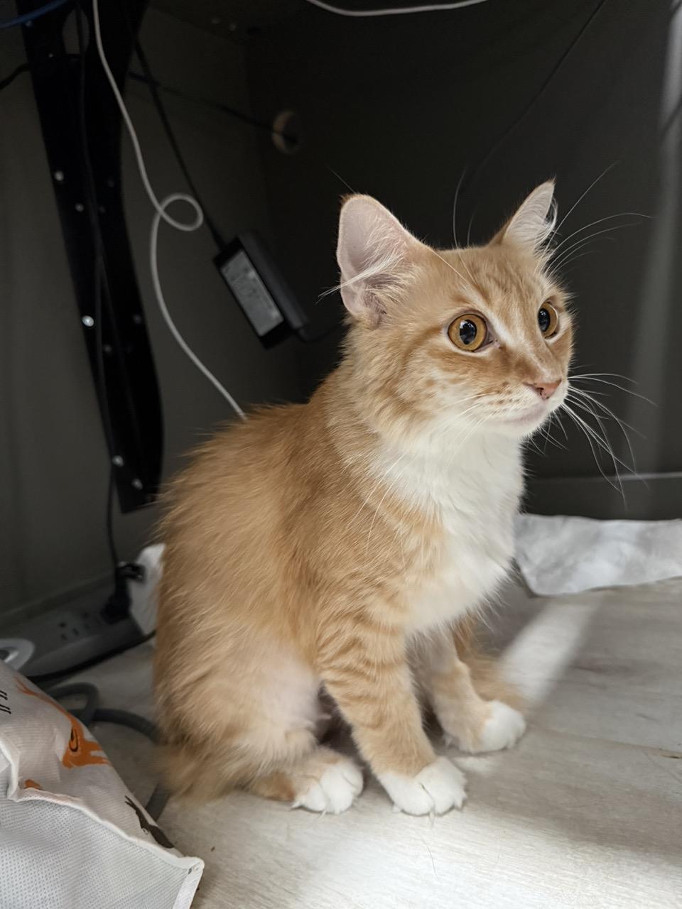 Enlarge Meow, an adopted Domestic Long Hair in Las Vegas, NV image 2/2