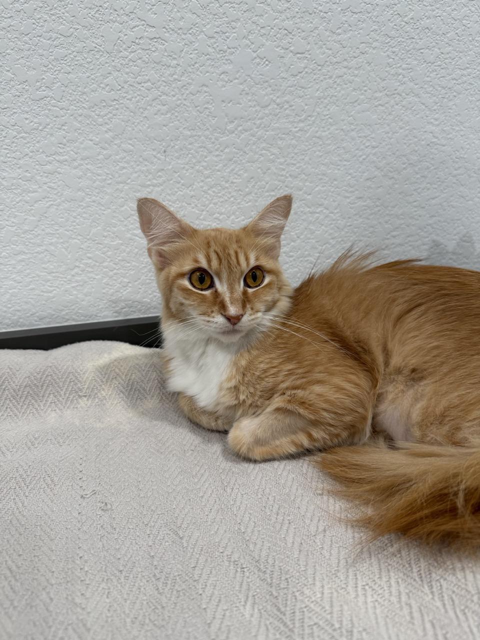 Enlarge Meow, an adopted Domestic Long Hair in Las Vegas, NV image 1/2