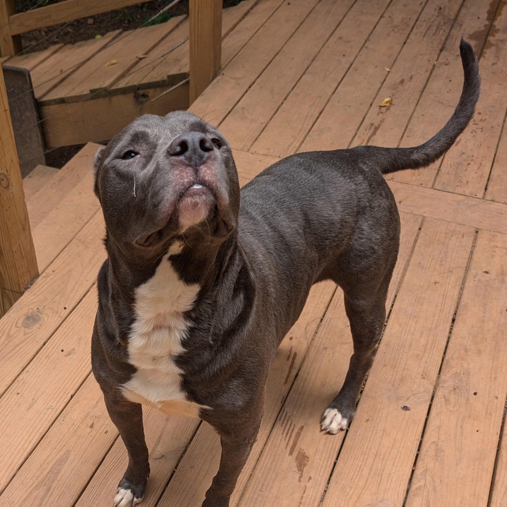 Enlarge Olive, a Adoptable Pit Bull Terrier in atlanta, GA image 5/5