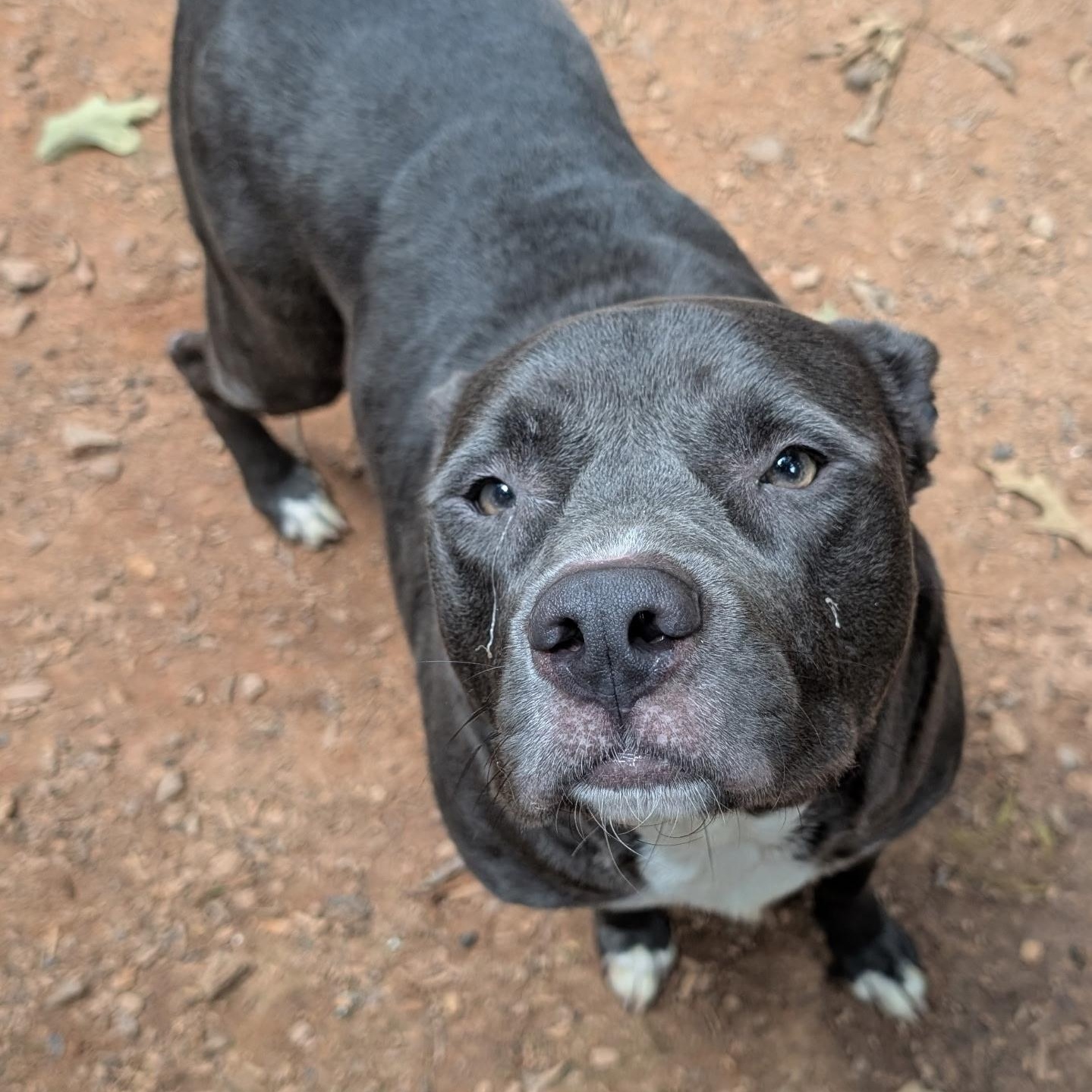 Enlarge Olive, a Adoptable Pit Bull Terrier in atlanta, GA image 4/5