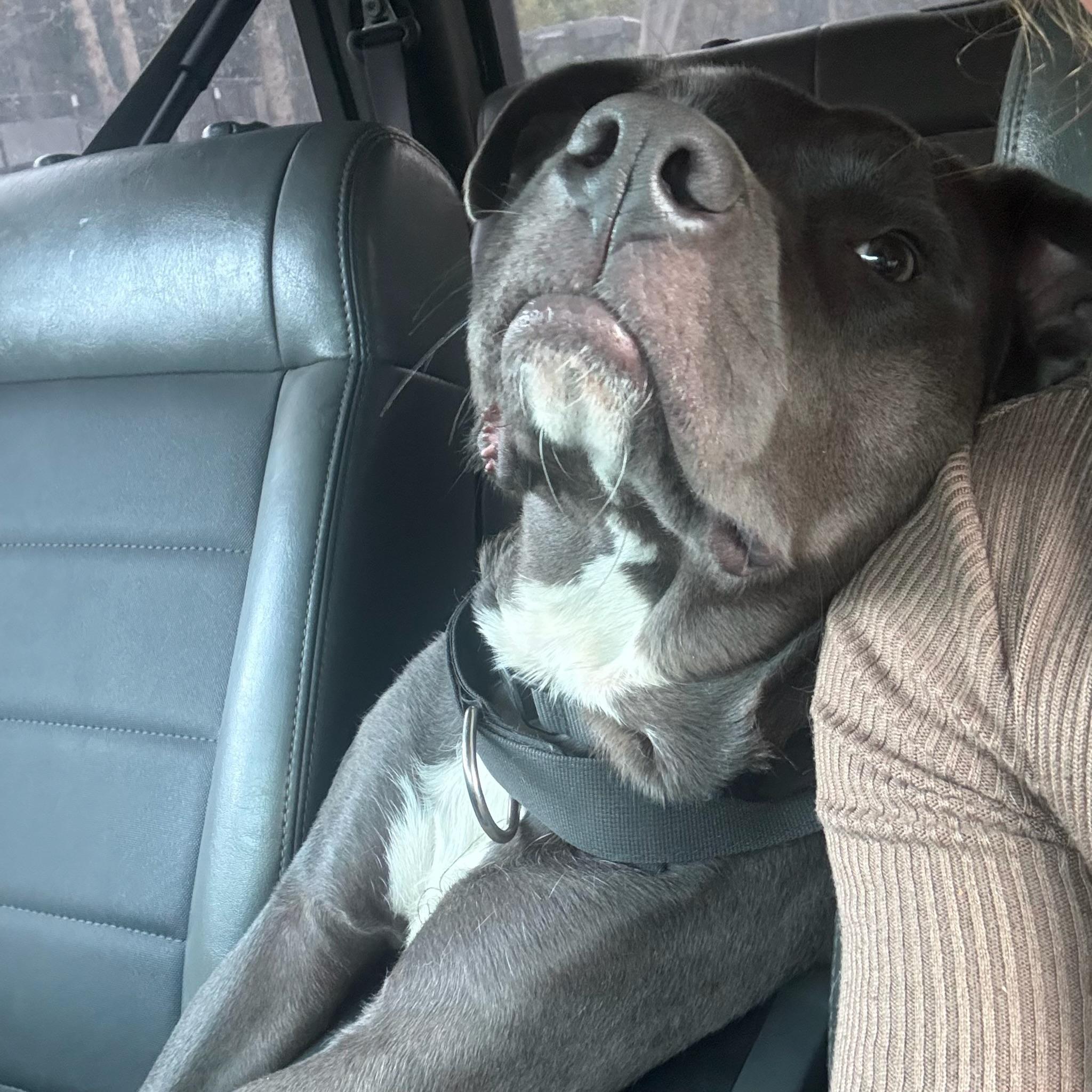 Enlarge Olive, a Adoptable Pit Bull Terrier in atlanta, GA image 2/5