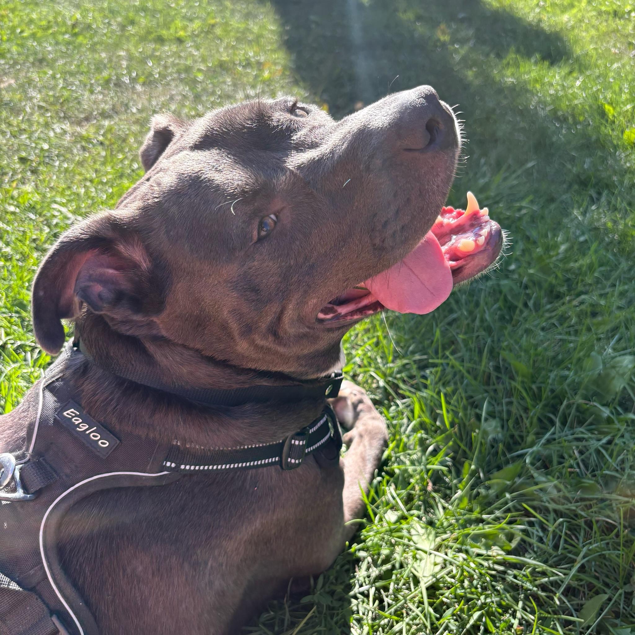 Enlarge Olive, a Adoptable Pit Bull Terrier in atlanta, GA image 3/5