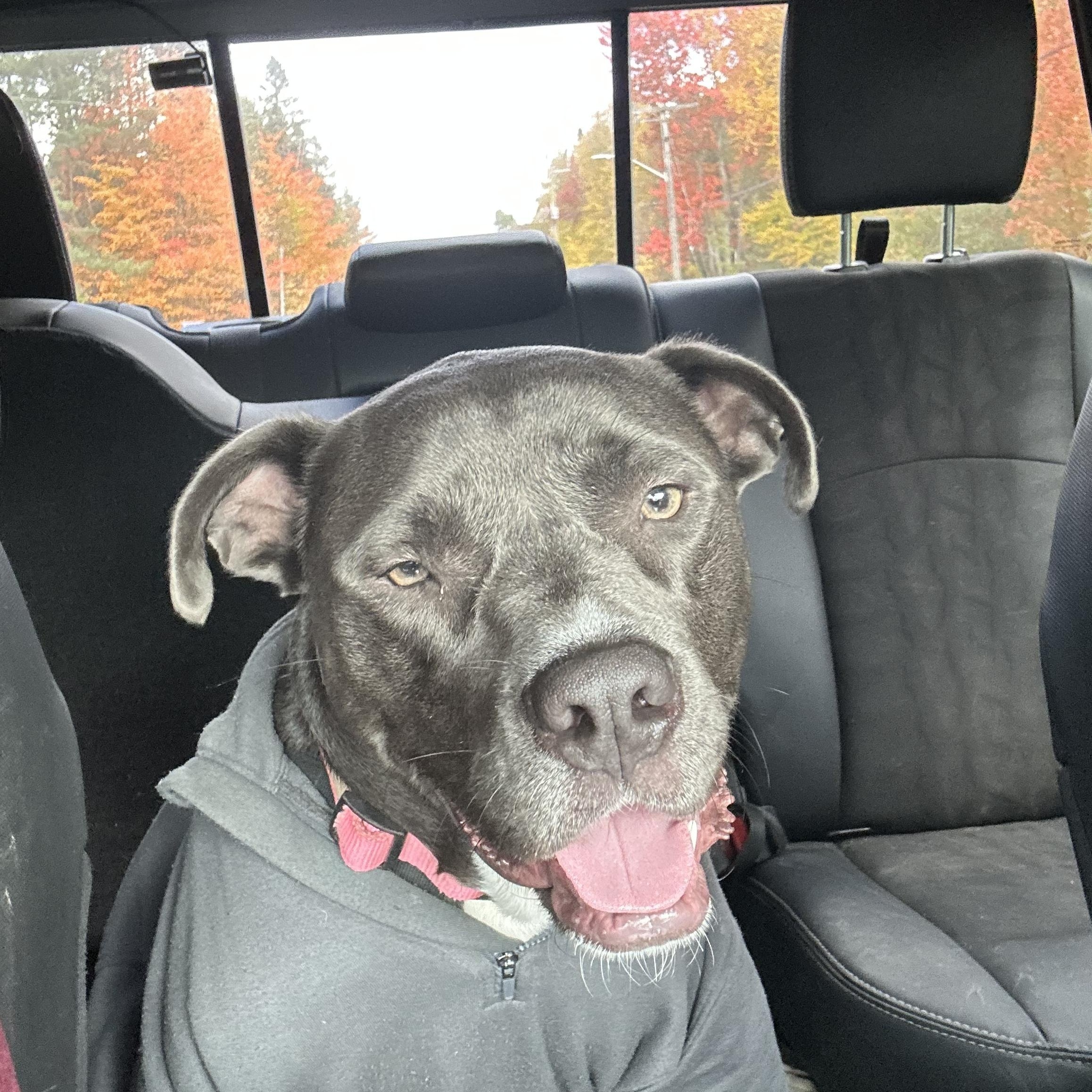 Olive, Adoptable, Young Female Pit Bull Terrier.