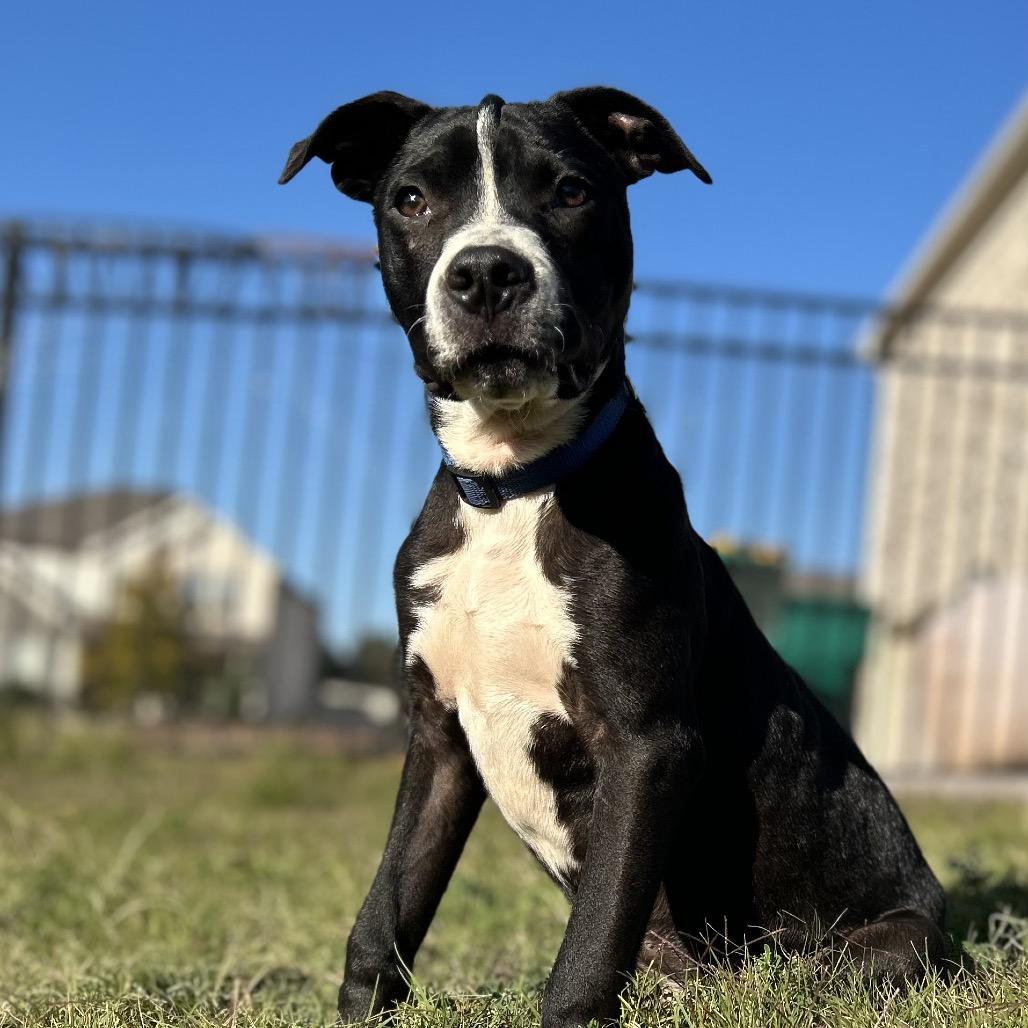 T-Rex, Adoptable, Puppy Male Pit Bull Terrier & English Bulldog.