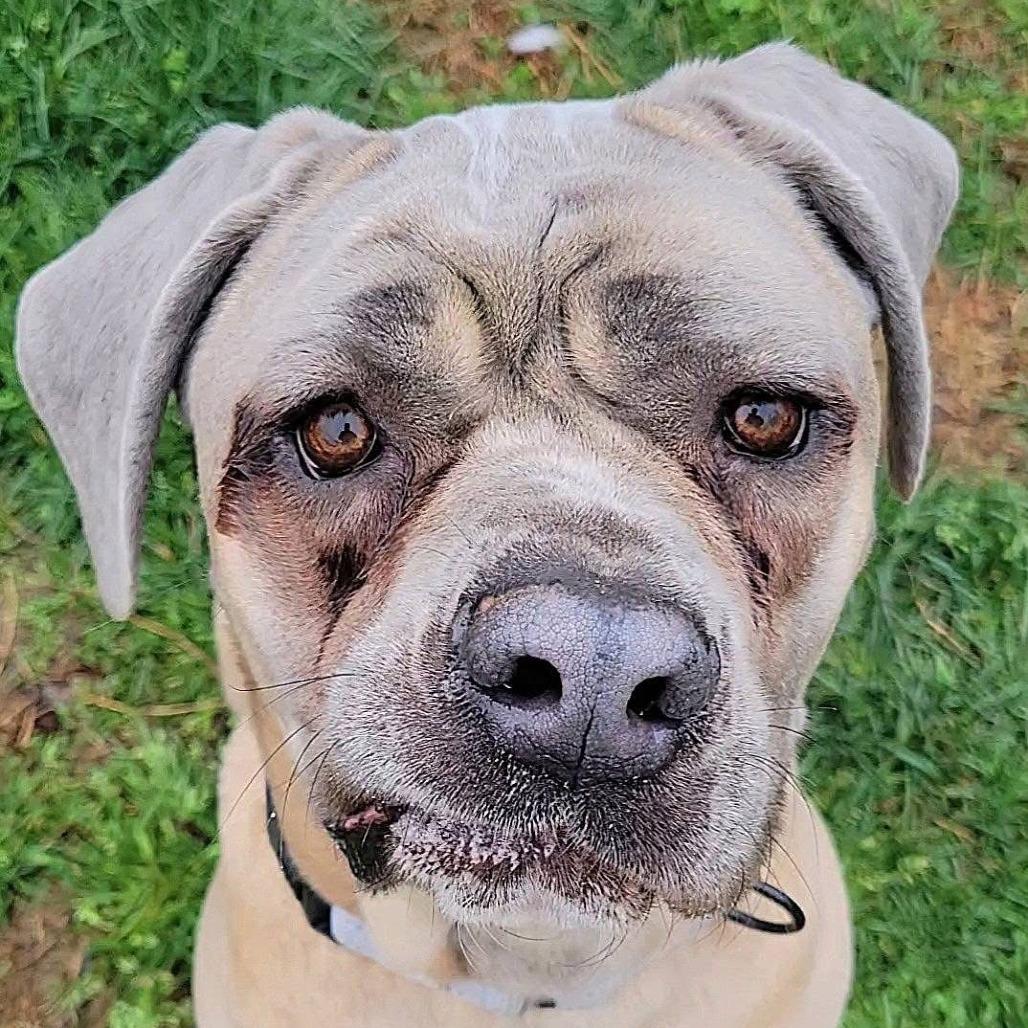 Belle (FNA Swirly Girl), Adoptable, Adult Female Cane Corso.