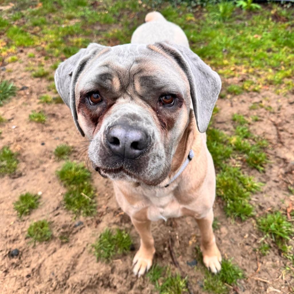 Enlarge Belle (FNA Swirly Girl), a Adoptable Cane Corso in manchester, PA image 2/5