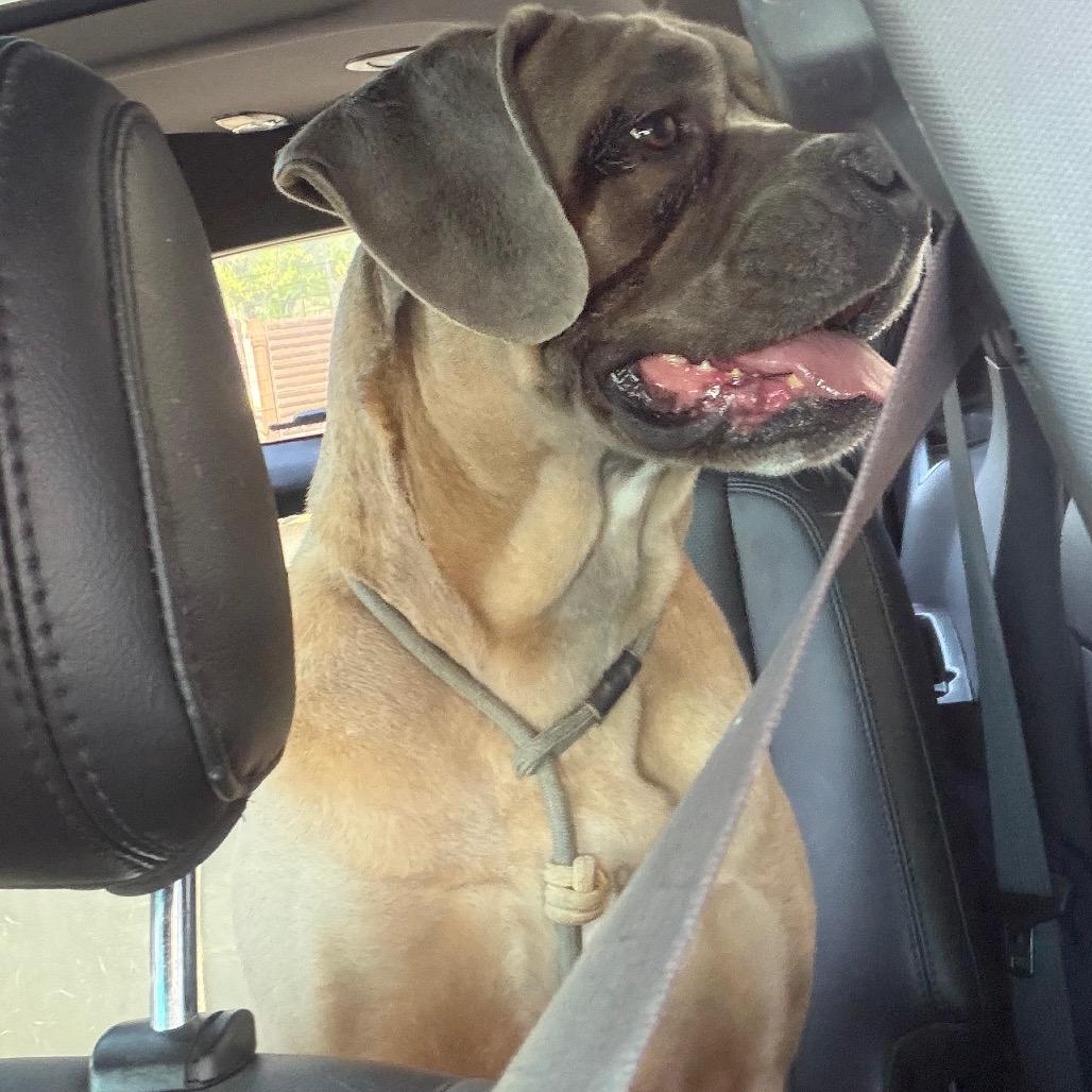 Enlarge Belle (FNA Swirly Girl), a Adoptable Cane Corso in manchester, PA image 3/5