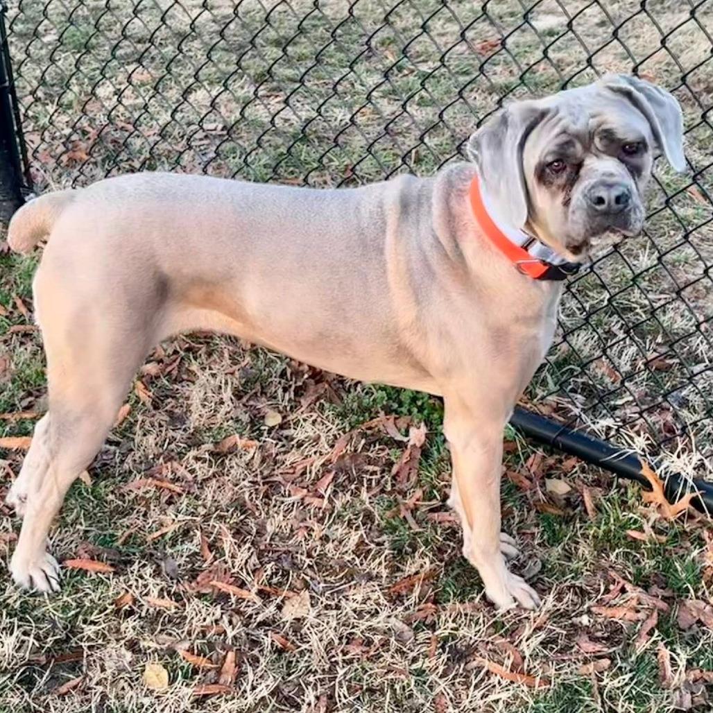 Enlarge Belle (FNA Swirly Girl), a Adoptable Cane Corso in manchester, PA image 4/5