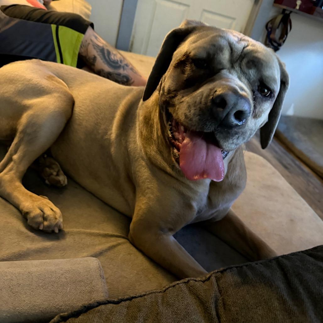 Belle (FNA Swirly Girl), a Adoptable Cane Corso in manchester, PA image 4/5