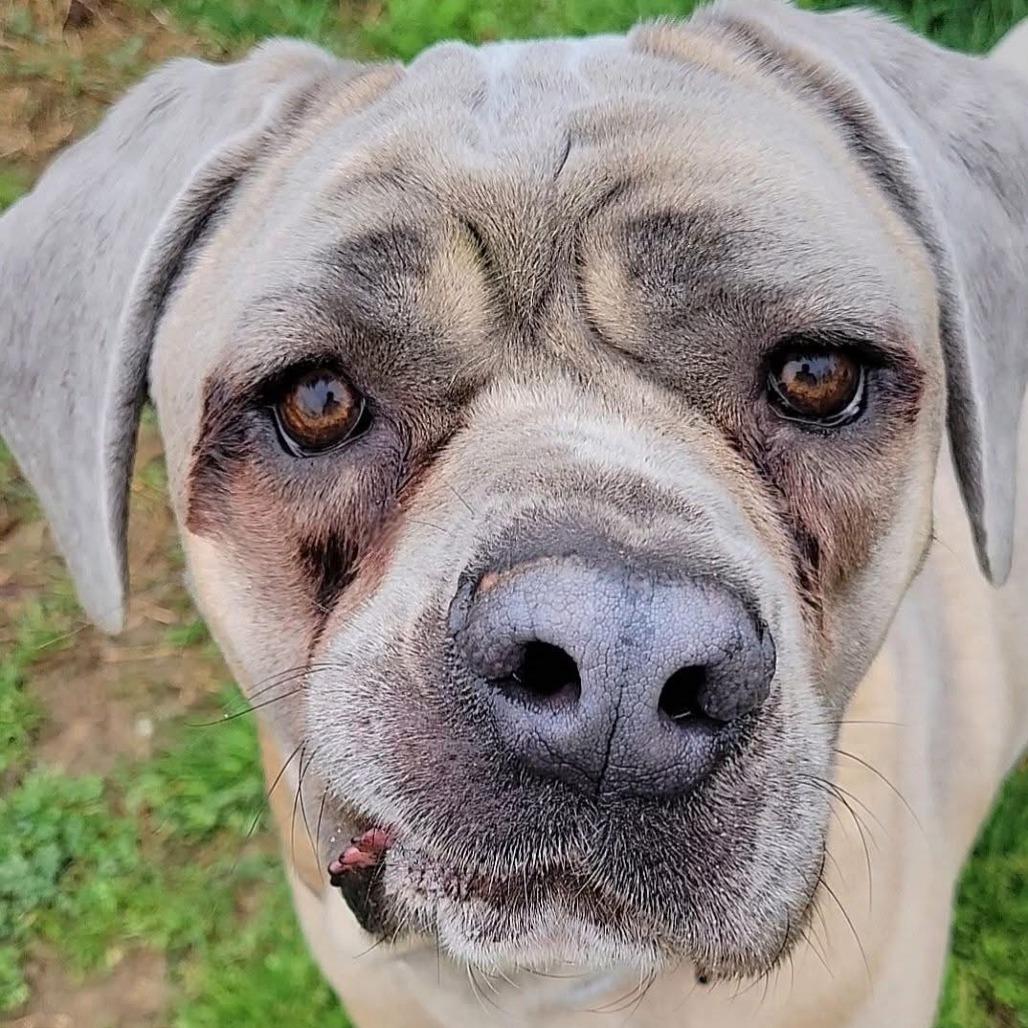 Enlarge Belle (FNA Swirly Girl), a Adoptable Cane Corso in manchester, PA image 5/5