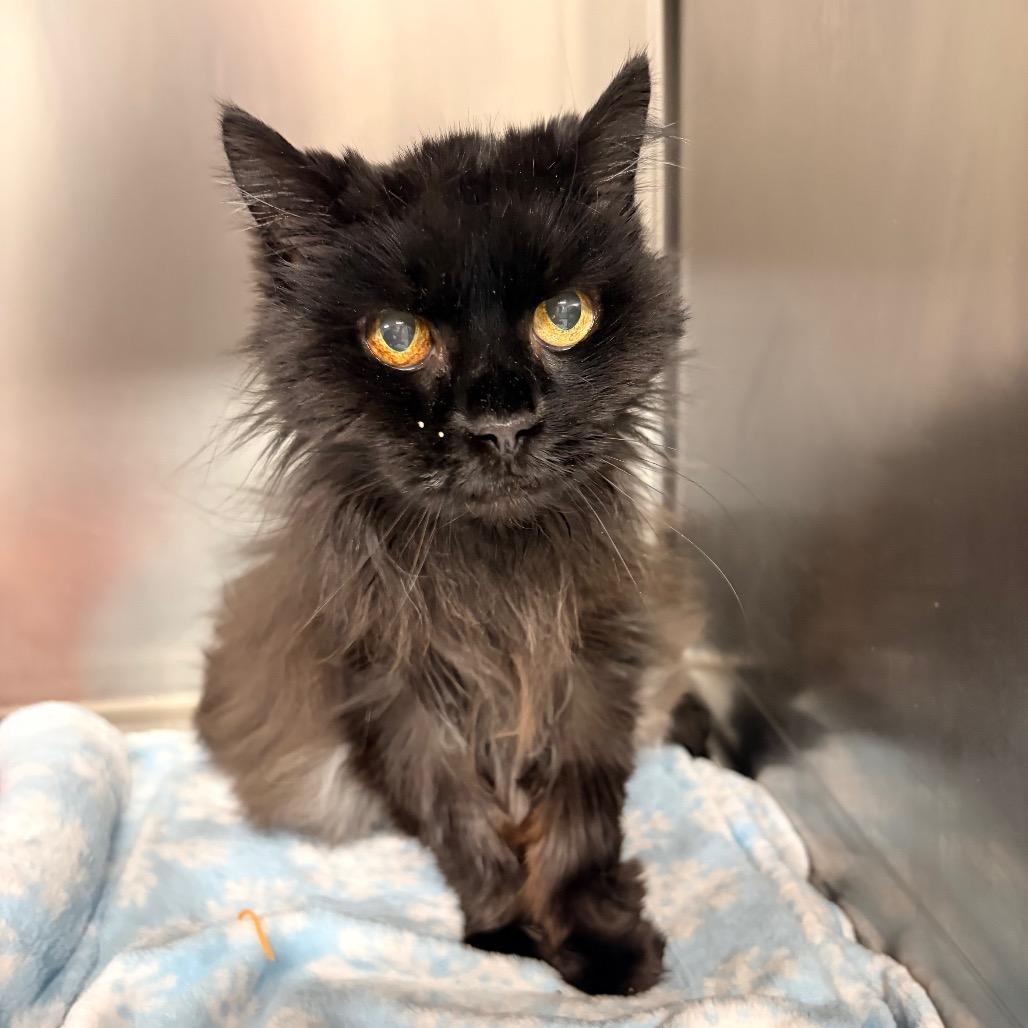 Jackie, Adoptable, Senior Female Domestic Medium Hair.