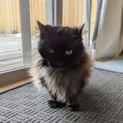 Enlarge Jackie, a Adoptable Domestic Medium Hair in Spokane, WA image 2/6