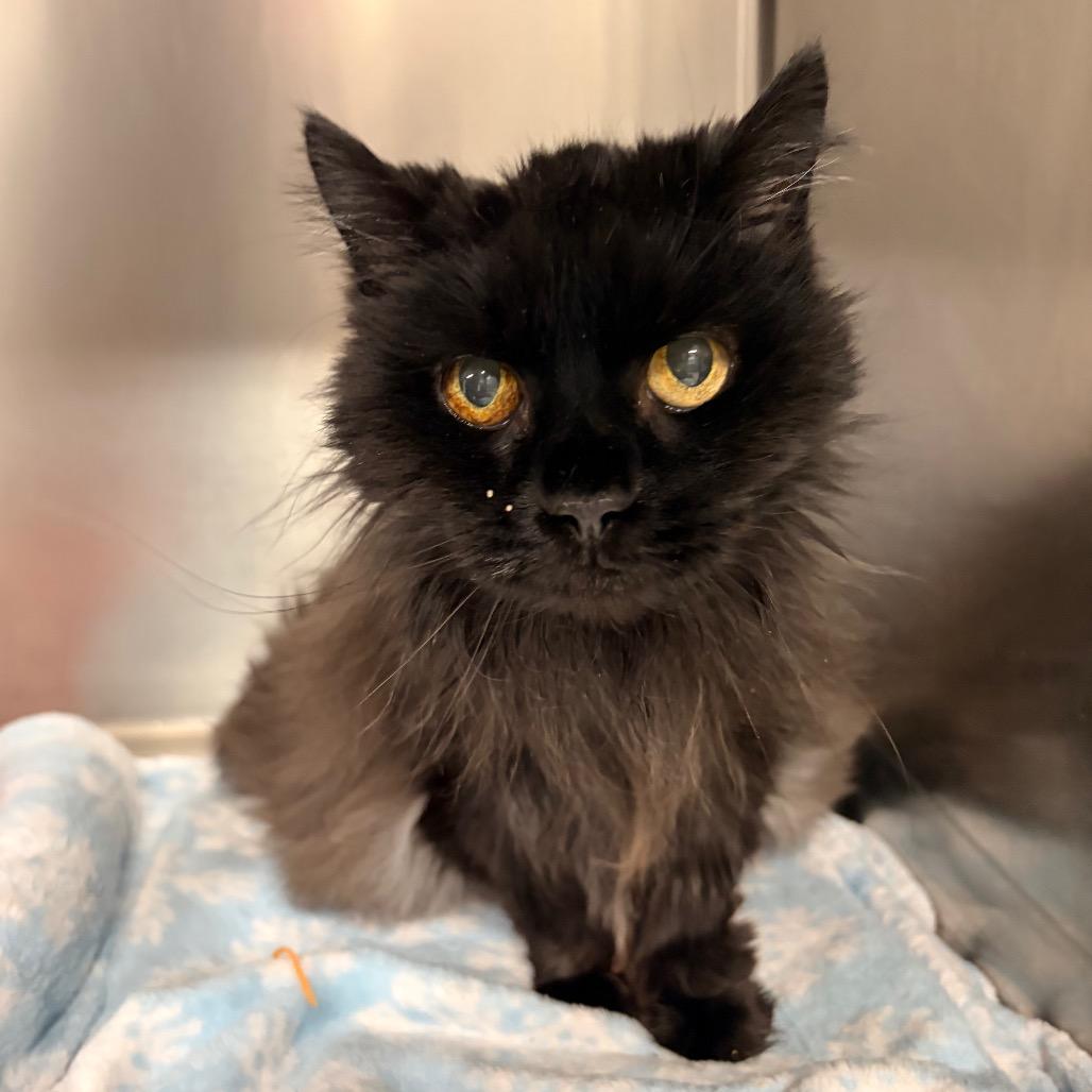 Enlarge Jackie, a Adoptable Domestic Medium Hair in Spokane, WA image 3/6