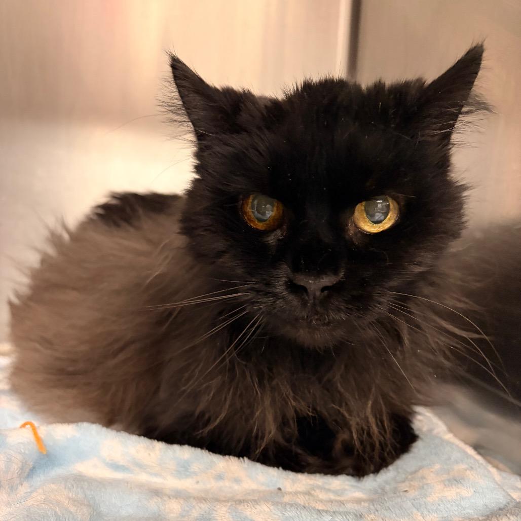 Enlarge Jackie, a Adoptable Domestic Medium Hair in Spokane, WA image 4/6