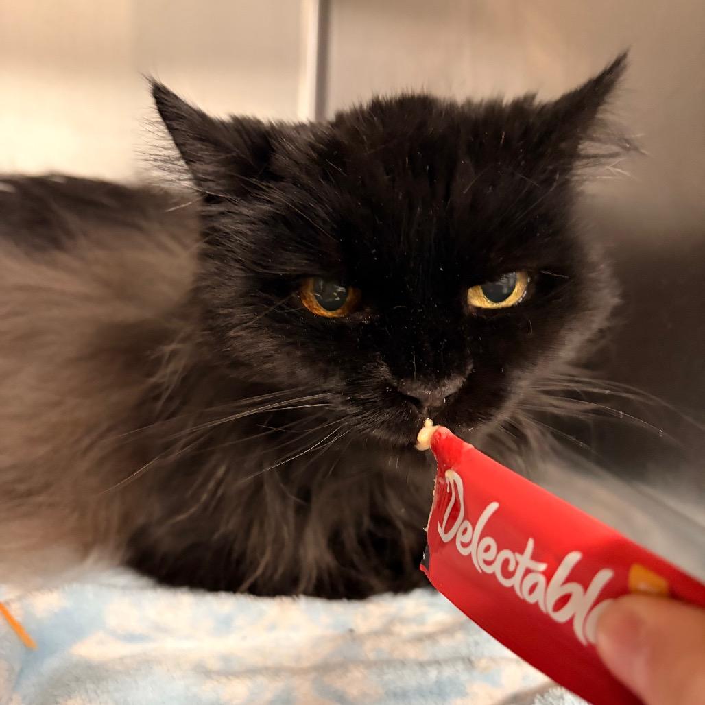 Enlarge Jackie, a Adoptable Domestic Medium Hair in Spokane, WA image 5/6