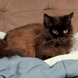 Enlarge Jackie, a Adoptable Domestic Medium Hair in Spokane, WA image 6/6