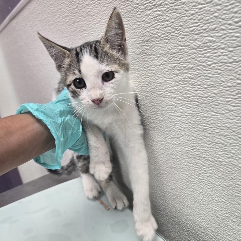 Enlarge Stray Hold- Shock, a Adoptable American Shorthair in Albuquerque, NM image 1/1
